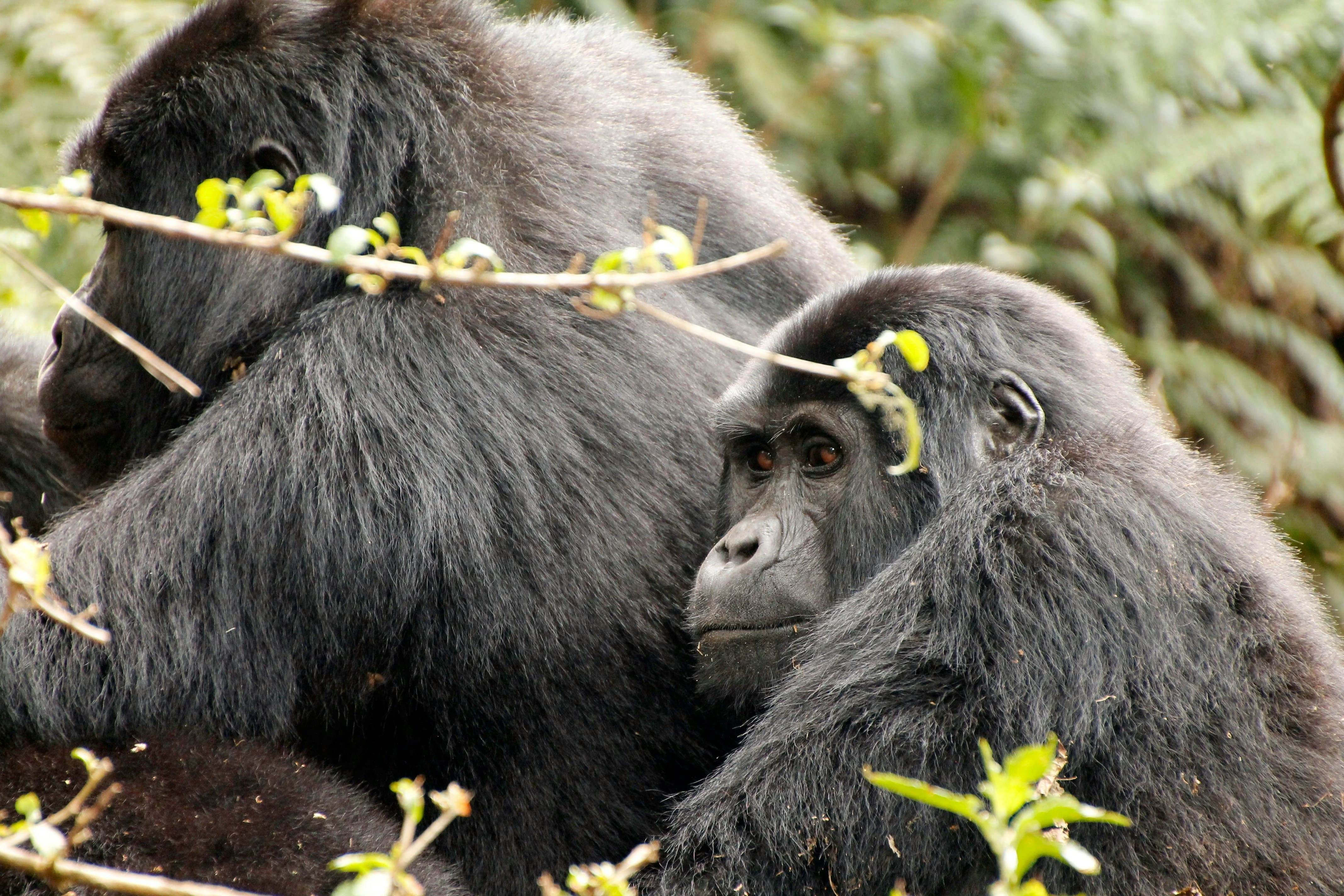 Gorilla Trekking Safari